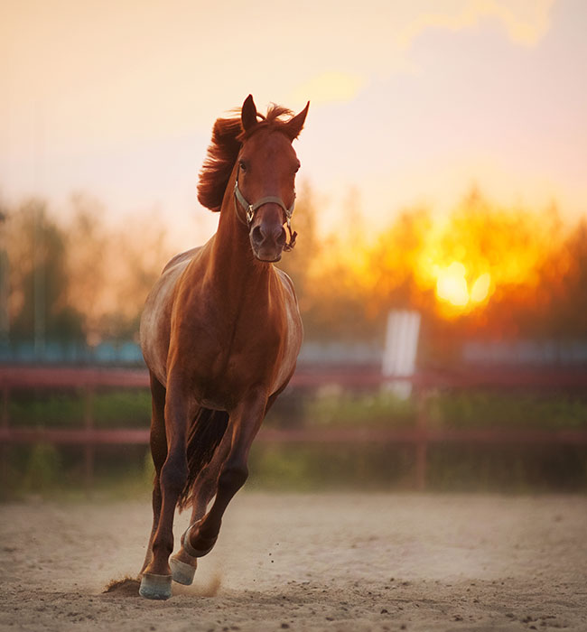 equine vet berkshire