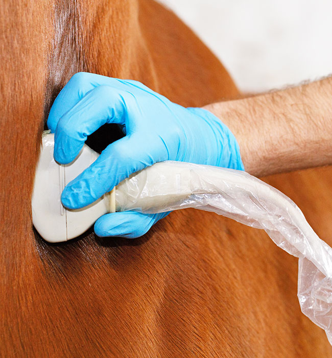 equine vet high wycombe