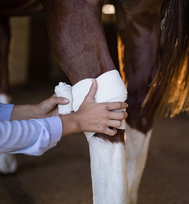 equine vet berkshire