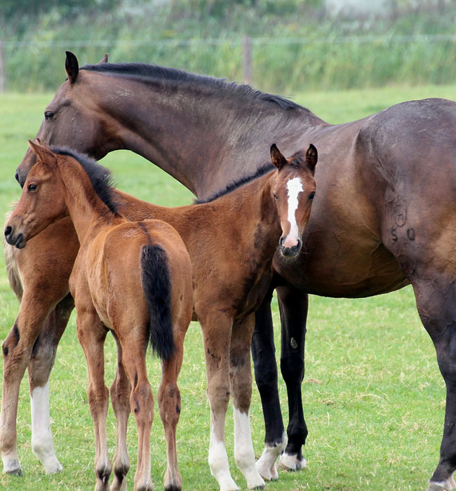 equine vet high wycombe