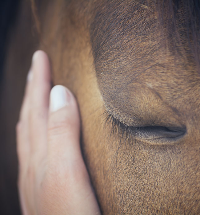 equine vet high wycombe