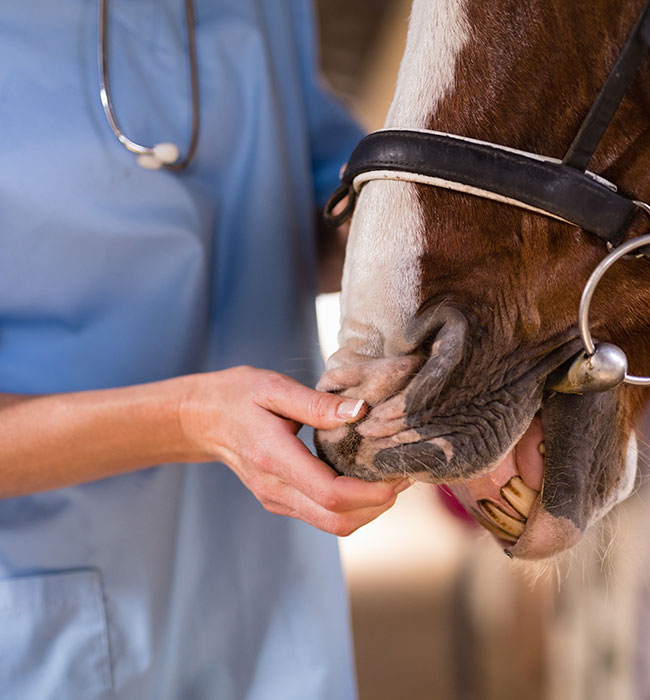 equine vet high wycombe