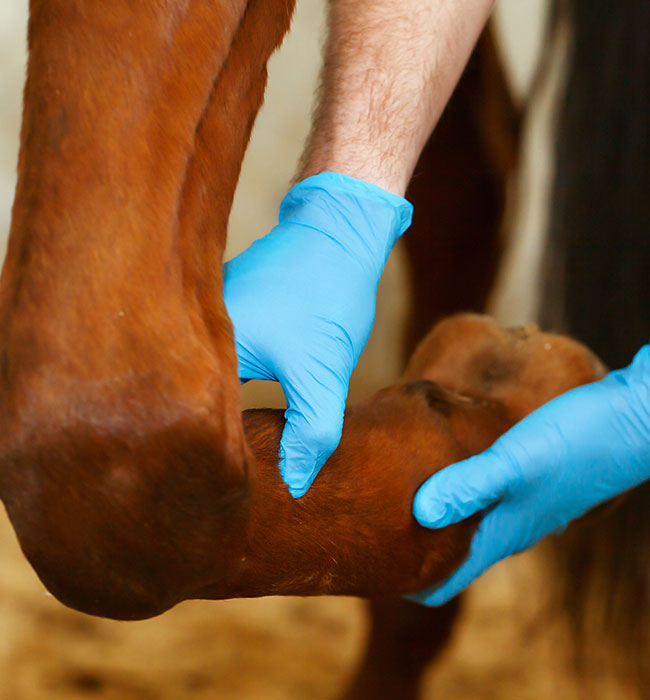 equine vet high wycombe