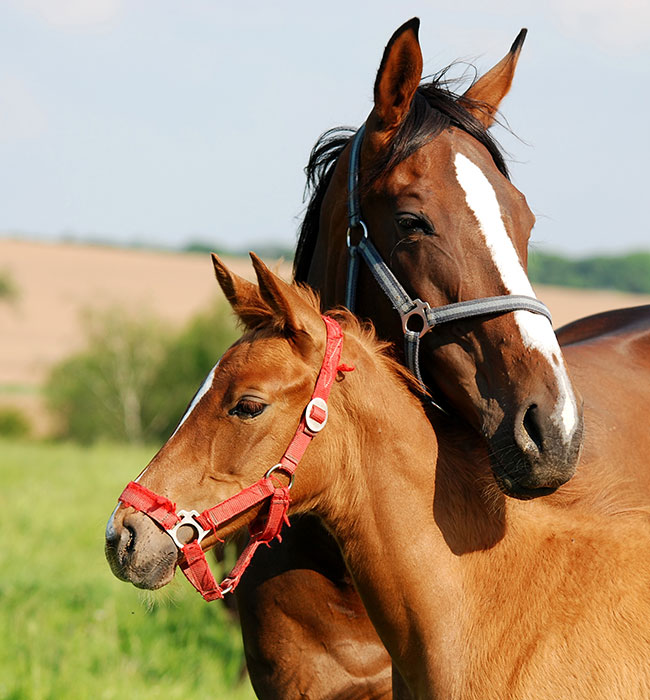 equine vet high wycombe