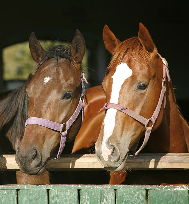 equine vet high wycombe